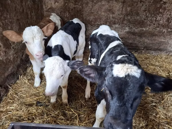 Bull, Russian Black pied cattle