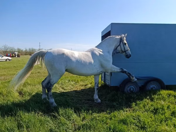 Horse (M), Orlov Trotter