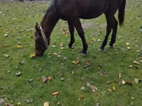Caballo, Caballos — foto 7