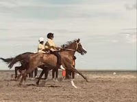 Caballo, Anglo-Arabian — foto 1