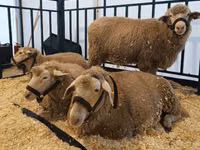 نعجة, Kuibyshev sheep — الصورة 3