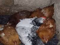 Chickens — 照片 2