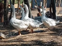 Geese — photo 3