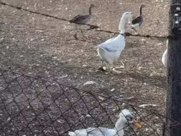 Geese
