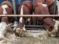 Cattle (batch, sex not specified), Hereford — photo 8