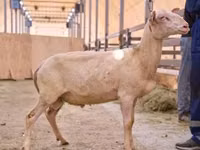 公羊, East Friesian Dairy sheep — 照片 1