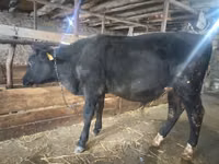 公牛, Cattle — 照片 3