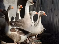 Geese — photo 4