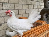 Leghorn — Foto 1