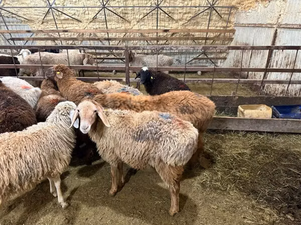 Sheep, Sheep