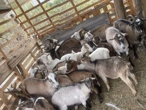 Billy Goat, Goats