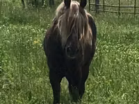 حصان, Rocky Mountain Horse — الصورة 3