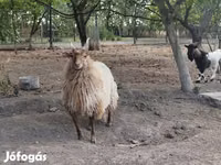 Sheep, Racka sheep — photo 5
