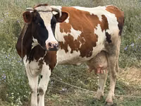 Cow, Cattle — photo 5