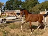 Horse (M), Dutch warmblood horse — photo 6