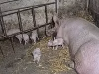 Sow — photo 2