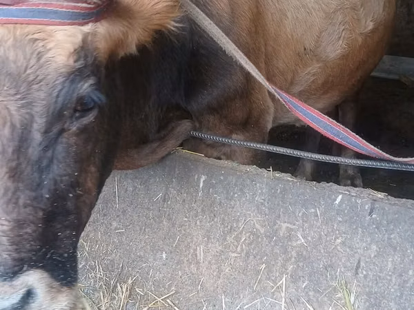 Cow, Alatau breed