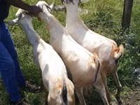 Billy Goat, Goats — photo 2
