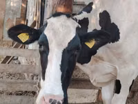 Cow, Holstein breed — photo 1