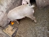 公猪, Pigs — 照片 2