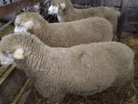 Carnero, Ile-de-France sheep — foto 2