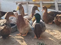 ساكسوني — الصورة 3