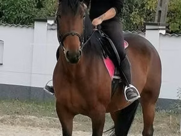 Stute, Hungarian horse breed