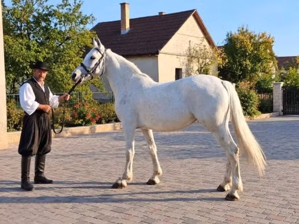 Yegua, Caballos