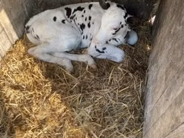 Bull, Holstein breed