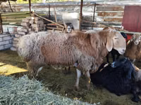 Carnero, Arashan sheep — foto 4