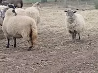 نعجة, Merino sheep — الصورة 1