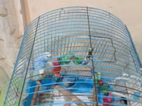 Erkey ve dişi — photo 2