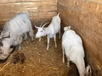 Goat, Goats — photo 5