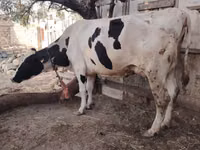 Cow, Holstein breed — photo 4