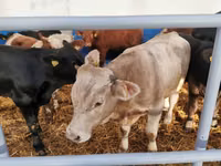 Rinder (Partie, Geschlecht nicht angegeben), Simmental cattle — Foto 7