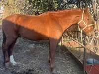 Horse (M), Horses — photo 1