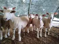 نعجة, Ile-de-France sheep — الصورة 2