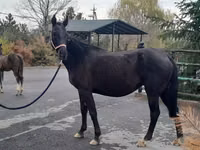 Stute, Akhal-Teke — Foto 1