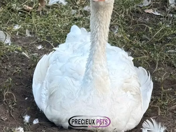Geese