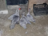 Hausente — Foto 3