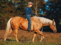 Horse (M), Quarter Horse — photo 7
