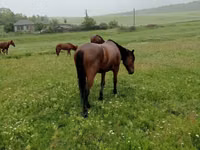 公马, Horses — 照片 1