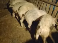 公猪, Pigs — 照片 2