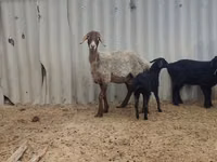 भेड़, Arashan sheep — फ़ोटो 2