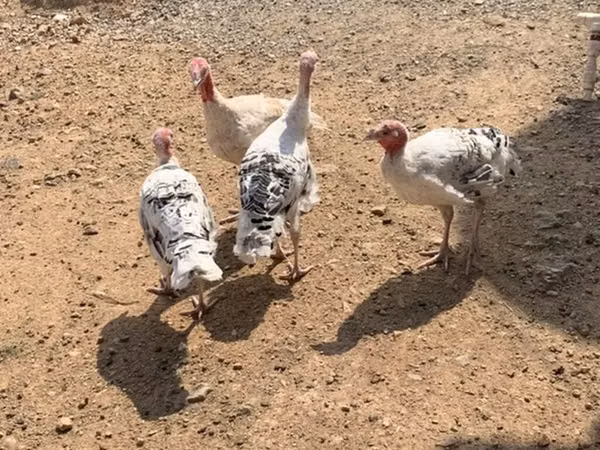 Turkeys