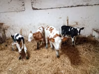 Bovinos (lote, sexo no especificado), Simmental cattle — foto 6