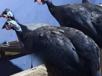 Guinea fowl — foto 5