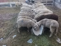 Widder, Kazakh meat-wool sheep — Foto 1