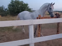 Caballo, Orlov Trotter — foto 4