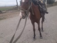 Mare, Karabakh horse — photo 2